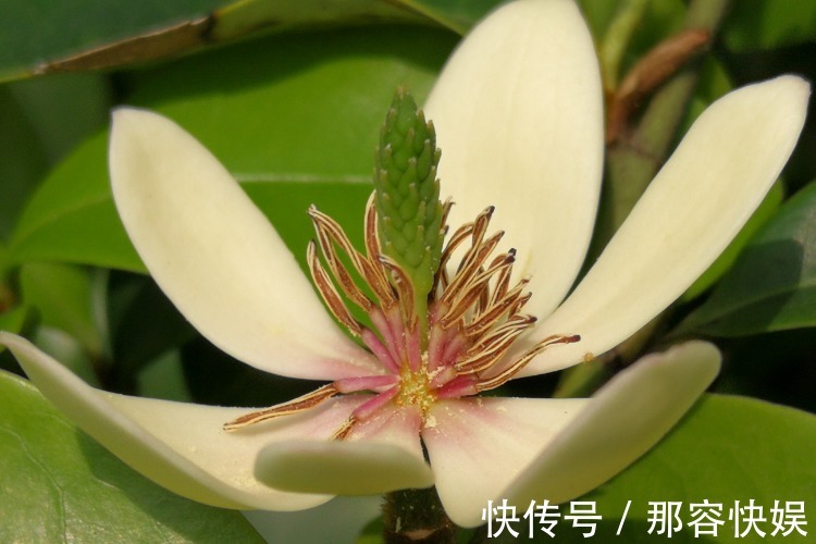 矜持!此花清香怡人,有着一种娇媚动人的嫣然美态,寓意含蓄和矜持