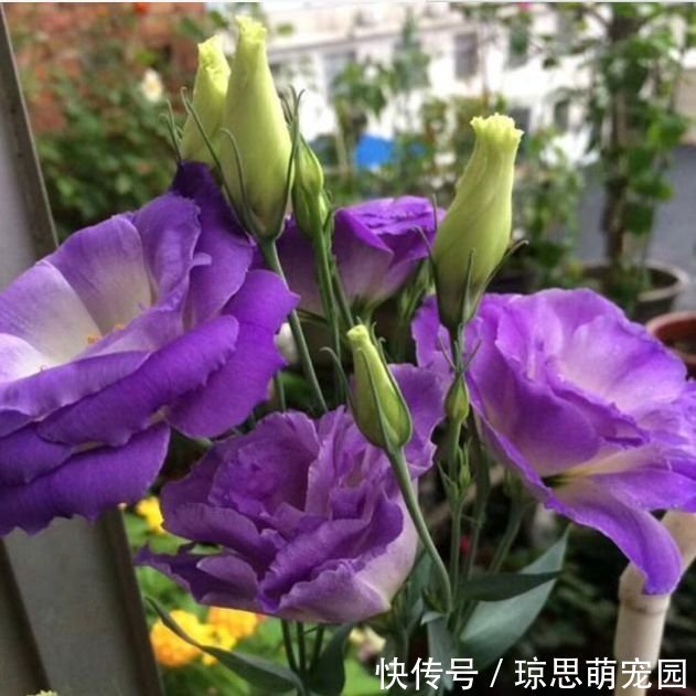 花朵|3种花美的出奇,花朵硕大、花期长,一养就美爆!