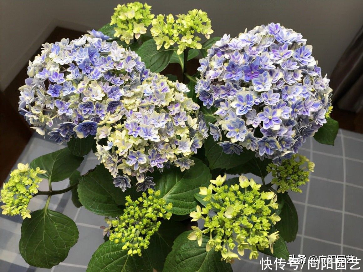 绣球花|立秋过后，绣球花可以扦插了，剪下几段枝条，插到土里就发芽