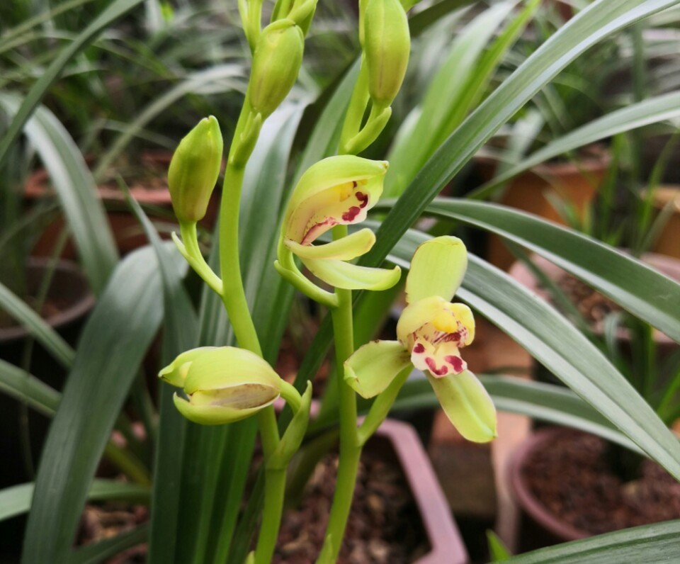 养兰花盆土老是有虫简单4招，盆土不招虫，不停蹭蹭冒新芽