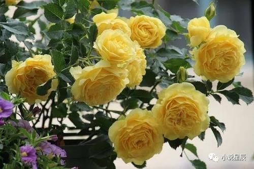 月季花|新品阳台盆栽月季，不输果汁阳台，植株低矮，四季花开，还很好养