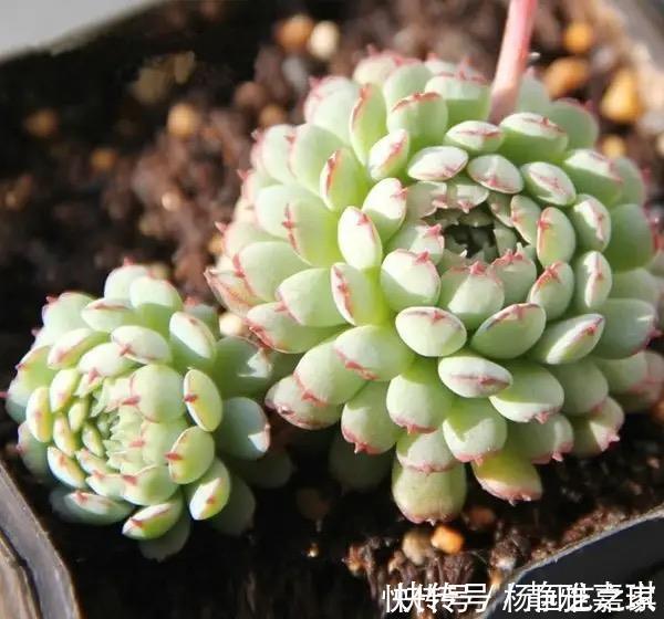 “难养”多肉名单公布，有些很漂亮，谁养谁后悔