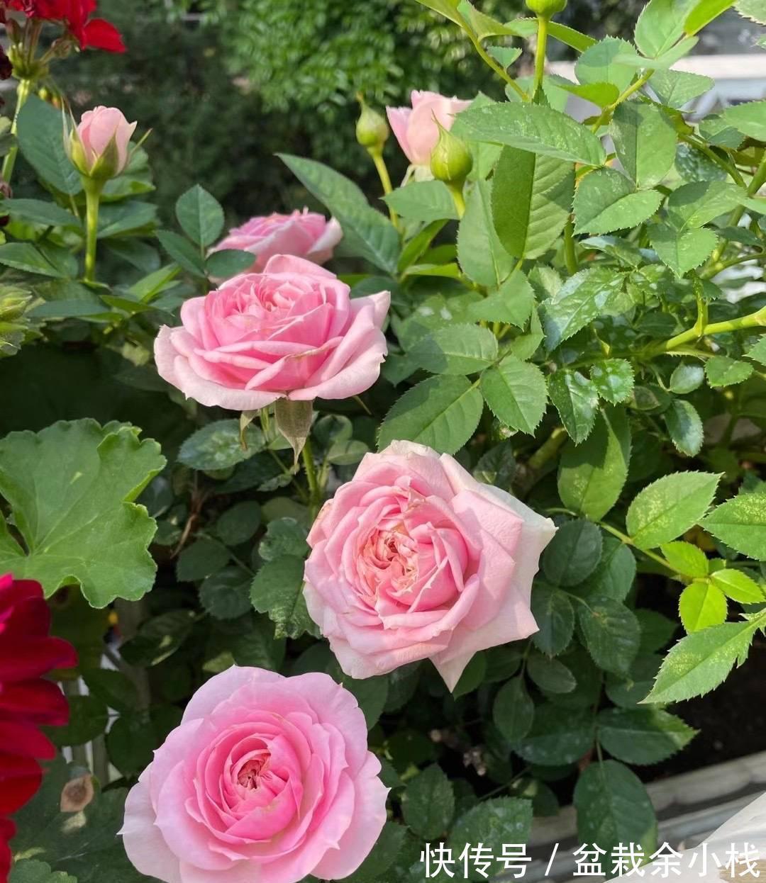 阳台上|阳台养月季，做4步，花朵又大又艳，表现好更完美