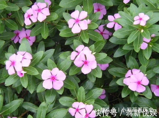 长春花|此花花期长,虽然美,但有剧毒,误食可致幻,带你回忆到此前