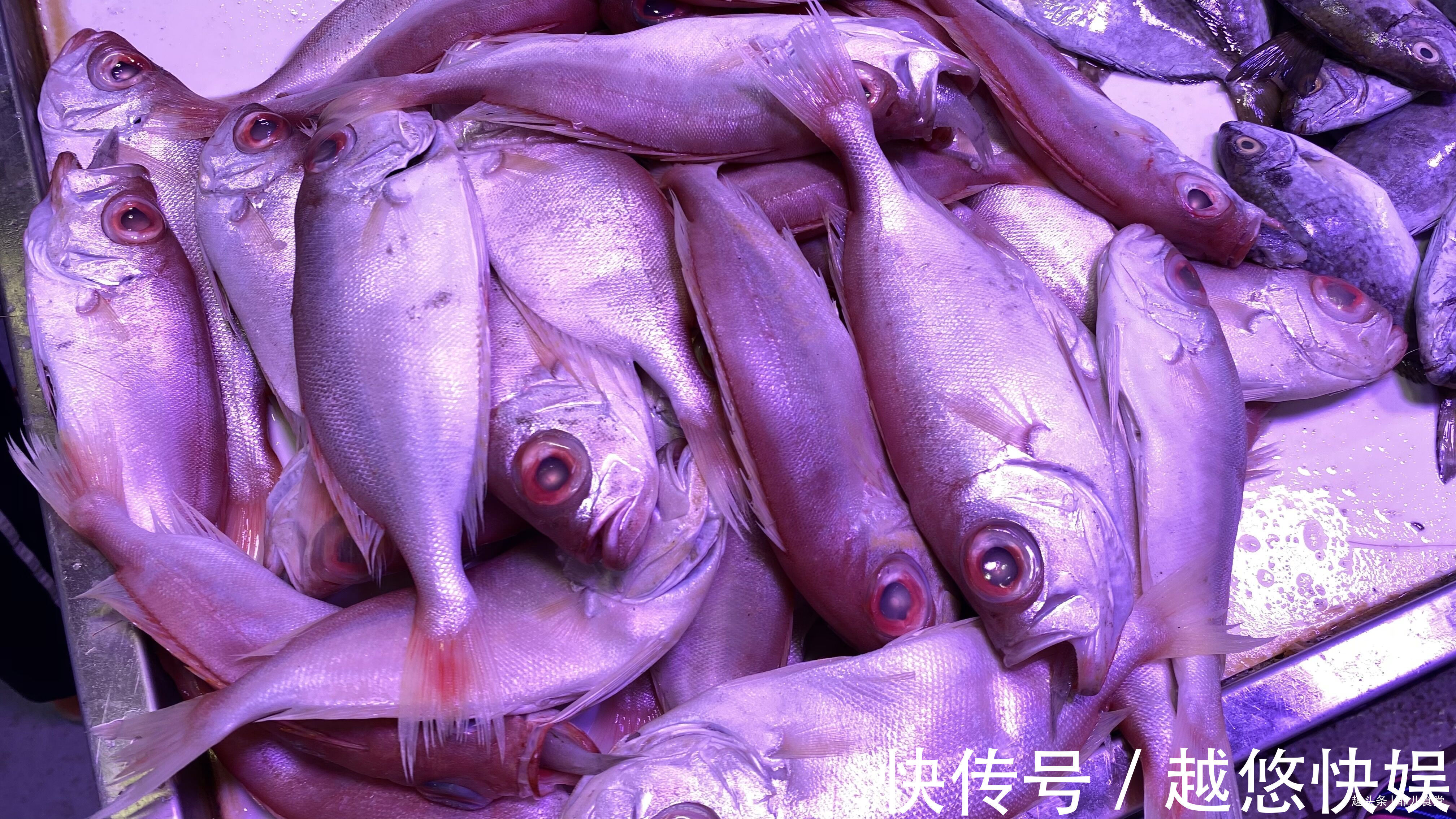 黄鱼|海鲜市场这5种鱼，别看不起眼，都是纯海鱼，营养价值高，别不懂