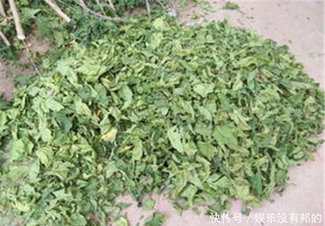 医生提示:桑叶能用好,一定是个宝