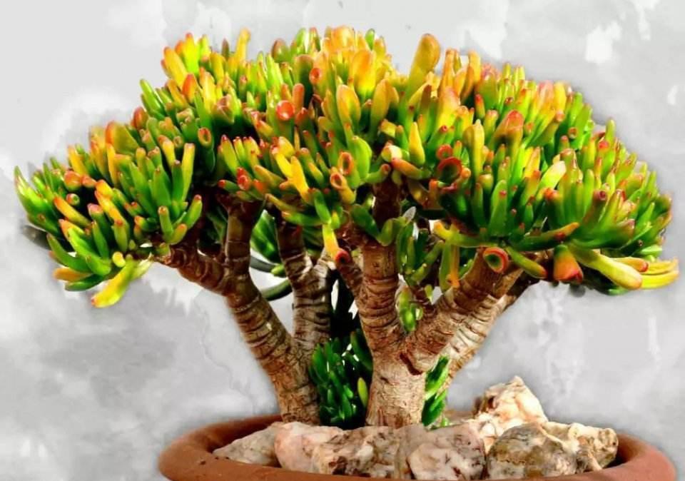 10大吉祥花,客厅有空地一定要养一盆,高档又好养,旺财又旺家