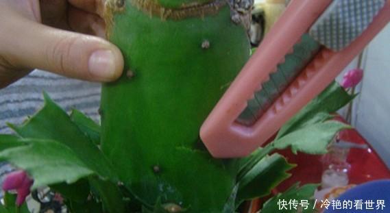 接穗|原来蟹爪兰要这样嫁接,难怪别人家的蟹爪兰开花那么多