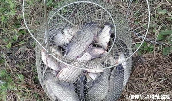 鲫鱼|野钓万能饵料,小鱼不闹窝只把大鱼钓!