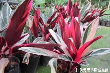 寒冷的冬天阳台“冷清”,养5种花,叶子比花美,不开花也漂亮