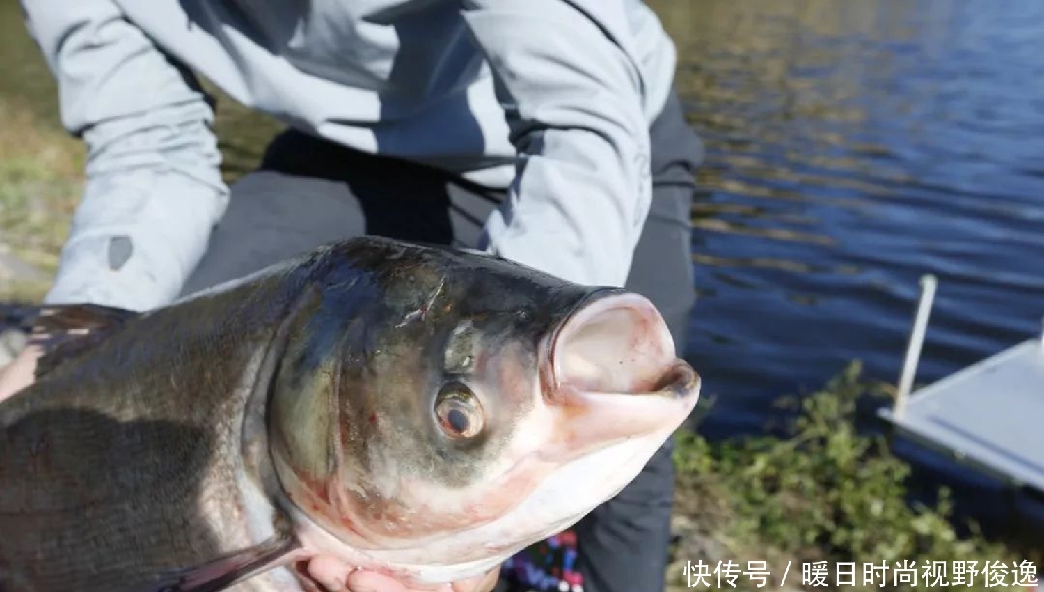 鲢鳙|鲢鳙鱼最喜欢什么味型的食物？鲢鳙鱼的垂钓技巧和用饵方法