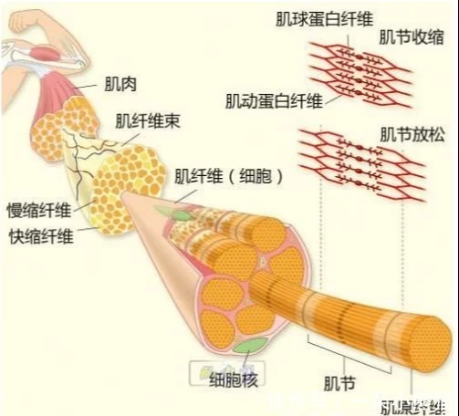 遗传|肌营养不良症是什么引起来的?肌营养不良能治好吗?