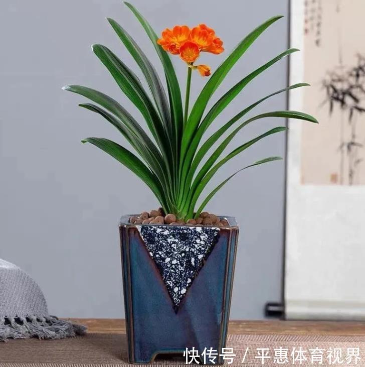 龙骨花|养花6年,4种花一直不舍得扔,现在越看越大气