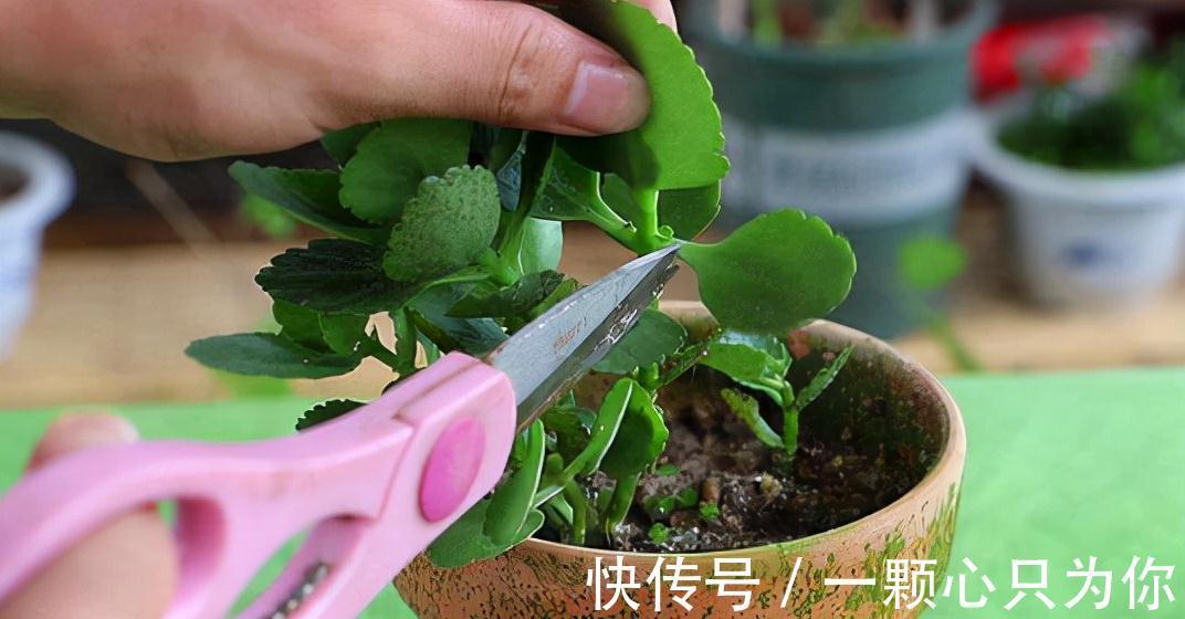 花苞|长寿花开成“大花球”，是怎样“炼成的”？5个小技巧，照做就行