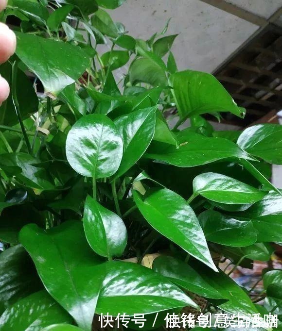 养花|养花不给花洗澡，难怪长不好总黄叶，别忽视！