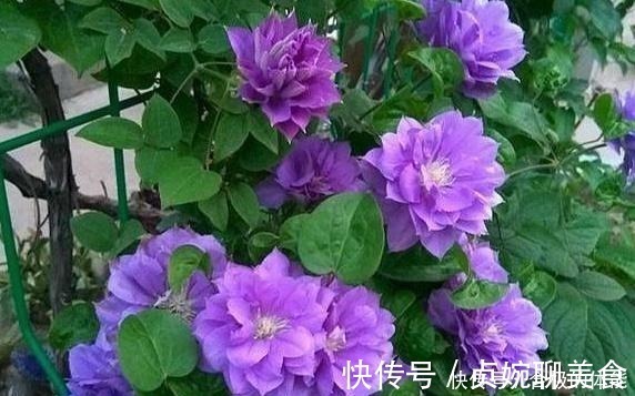 小花|她在小院子里种了一种花，开花独特又漂亮，路人都说“头回见”！