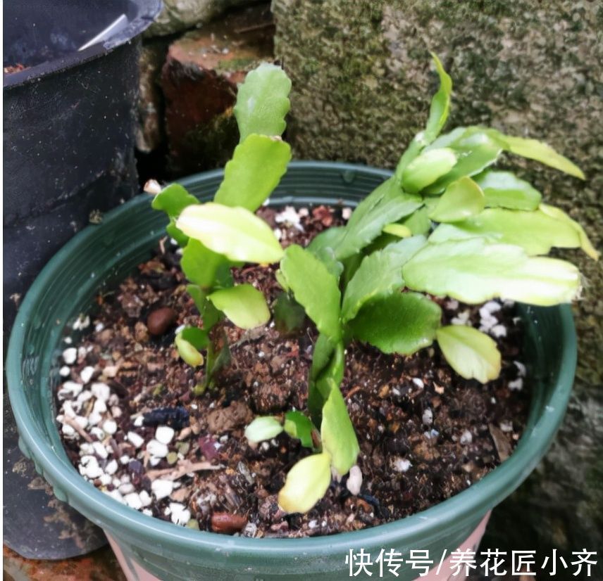 蟹爪兰从扦插到开花只需2个月,详细步骤告诉你