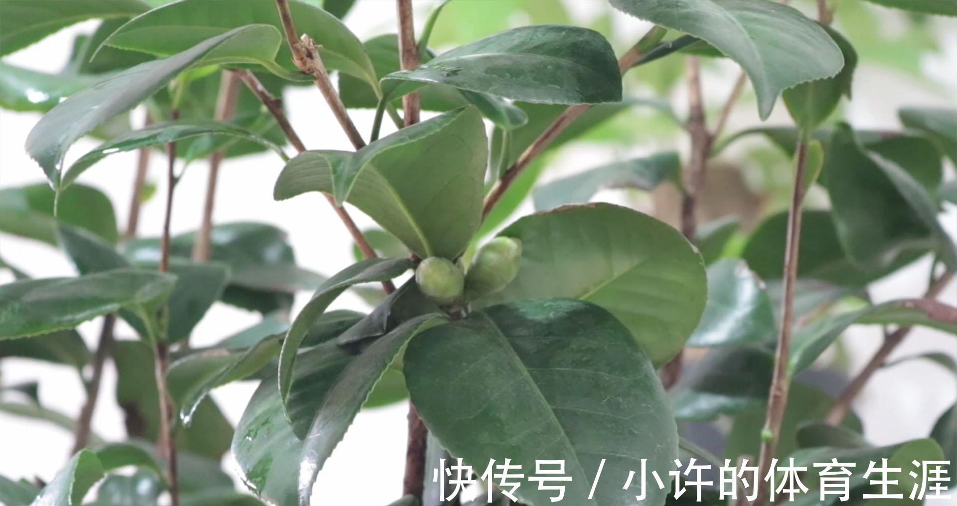 孕蕾期|分享茶花孕蕾期的养护方法,掌握3个重点,避免掉花苞,开花多