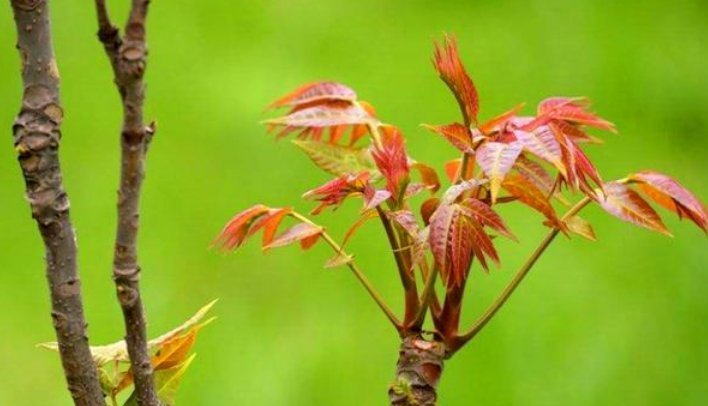 科学依据|俗语:“香椿过房,主人恐伤”,原来并非迷信,有科学依据!
