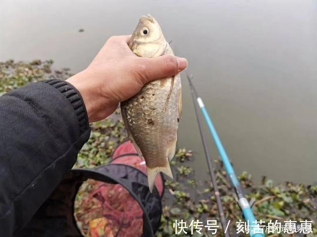 肥猫|应对冬季特有的鱼情变化,掌握这几点大鲫鱼连竿上!