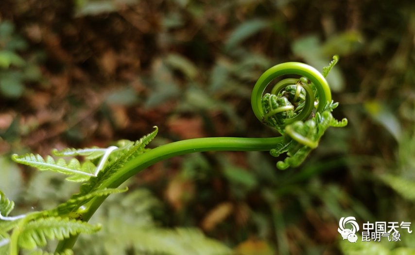 带你去看云南春天山间奇异的花朵