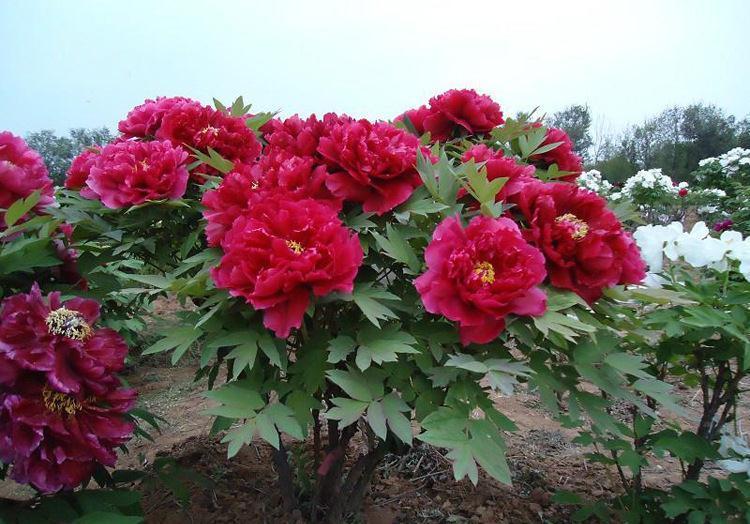 17大吉祥花，客厅有空间一定要养上一盆，好看又好养，养人又旺家