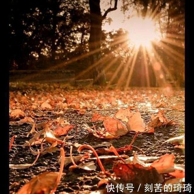 秋风&风婉约,雨薄凉,秋思缱绻秋韵静