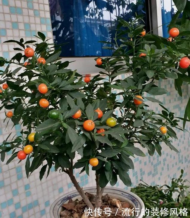 此3种花,物美价廉颜值高,养护简单易爆盆,特别适合新手养