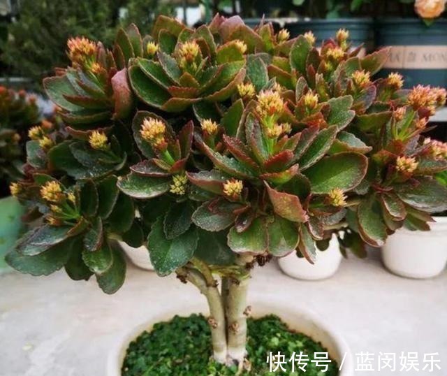 老桩|家里的长寿花,用1种方法,让它尽快长成老桩,开花多又美