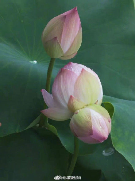 浙江|浙江发现八株并蒂莲