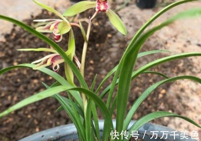秋天养兰花,掌握3个要点,新芽多长势壮,开花会更多