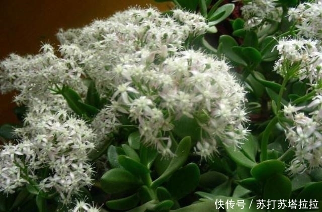 品类|多肉中最好养的品类——景天树，想让它开花就这么简单
