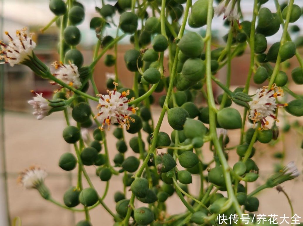 80种常见花，花谱整理好了，以后识花不求人