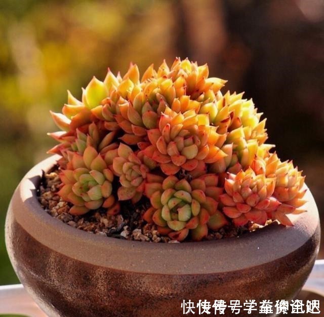 多肉度夏|多肉度夏怎么浇水,放哪里养,教你“2招”,顺利度夏,又肥又美!