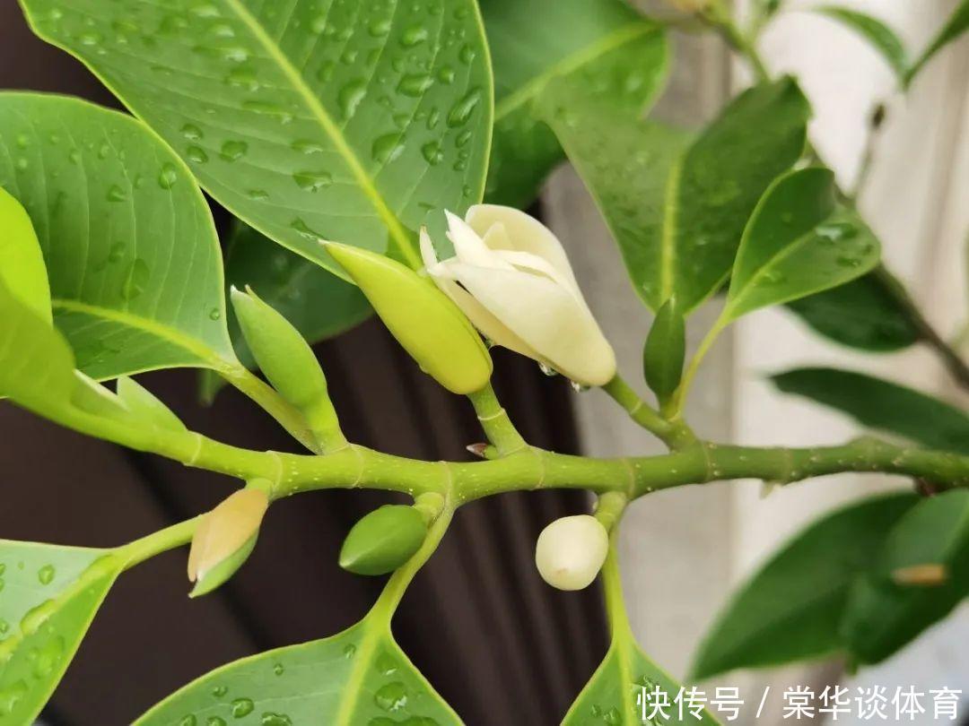 酸性|天生爱淋雨的花，多淋几次，连肥料都省了