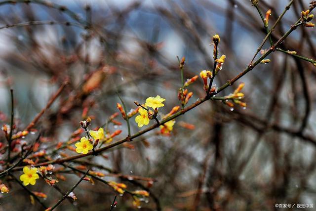 韦成柏$时逢小雪北风忽,旷野空山草萎枯。《小雪》诗词63首