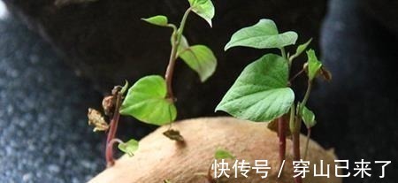 专家|发芽的大蒜不能吃?专家:3种食物发芽后,吃了对人体更好