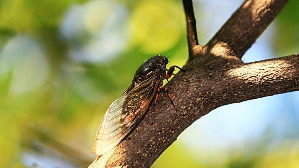 咏蝉$金蝉鸣炎夏居高声自远:古诗词中的咏蝉之作