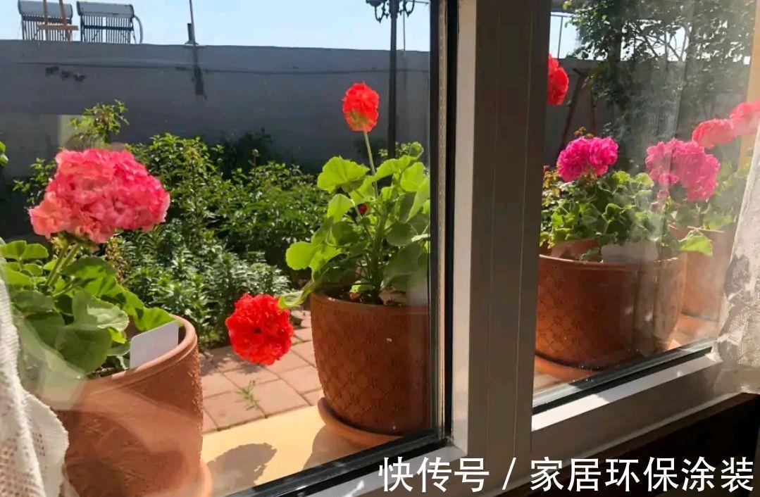 漂亮|5种漂亮花，都是“夏必死”，十个八个养不好，花市见了也别买