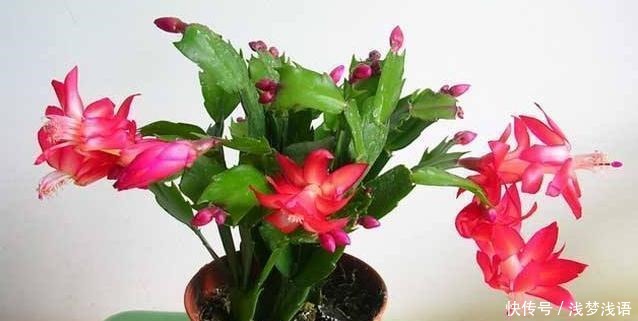 蟹爪兰花苞未开，就已经枯萎，快停止这“3动作”！还能开一茬花！