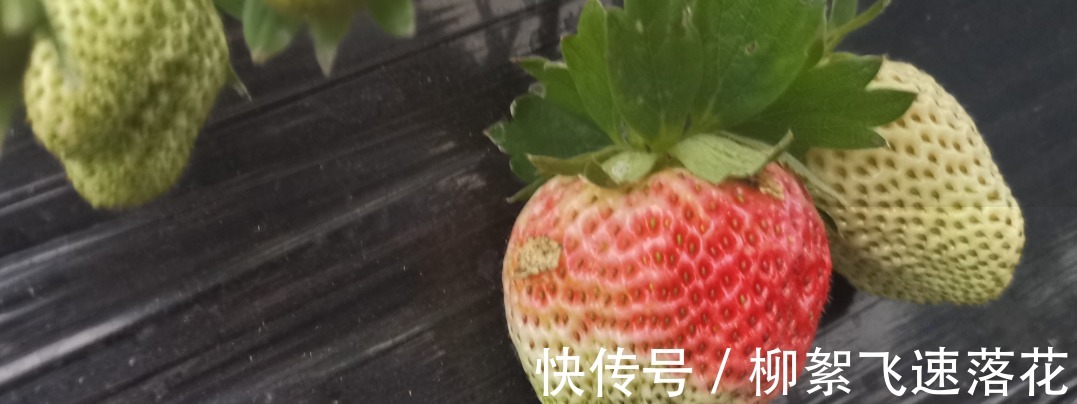 农药|你会挑选好草莓么,知道这些窍门么!