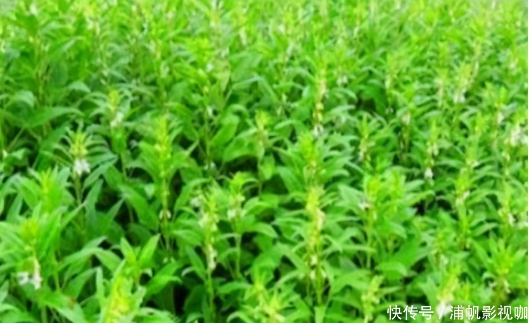 聪明人爱吃3种食物,美容养生、延缓衰老,身体棒棒哒!