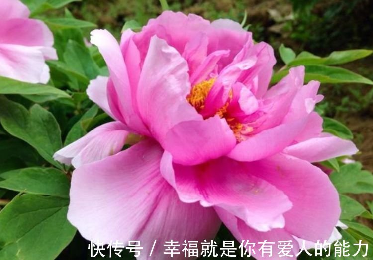 养花就养4种花,好养易活花量大,浇点水就疯长,花开爆盆超惊艳