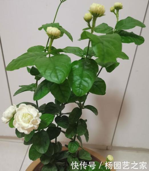 家中养茉莉花,注意“5件事”,一年到头花不断,香味十足