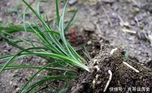 腐苗|兰花什么时候必须换盆？这3种情况，只有换盆才能成活