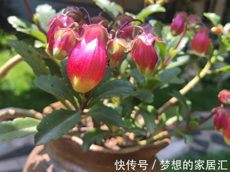 秋高气爽，养宫灯长寿花，盆栽牢记4点，冬春花开最盛