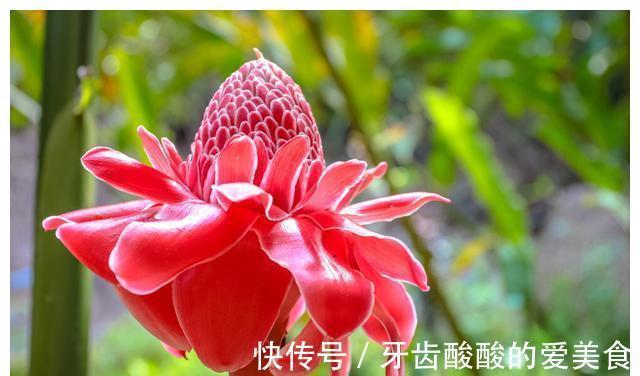 老话“生姜开花，墙倒屋塌”有道理吗？生姜为何会开花？