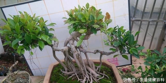 怎么让榕树盆景的根系快速变粗6种方法总有1种适合你,太棒了!