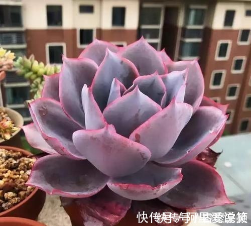 光照|不容错过的8款粉色系多肉,颜值高好养护,仙气十足,适合新手!