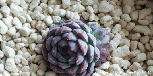 美成|6种长不大的多肉,阳台摆上几盆,小小的、萌萌的,美成一首诗!